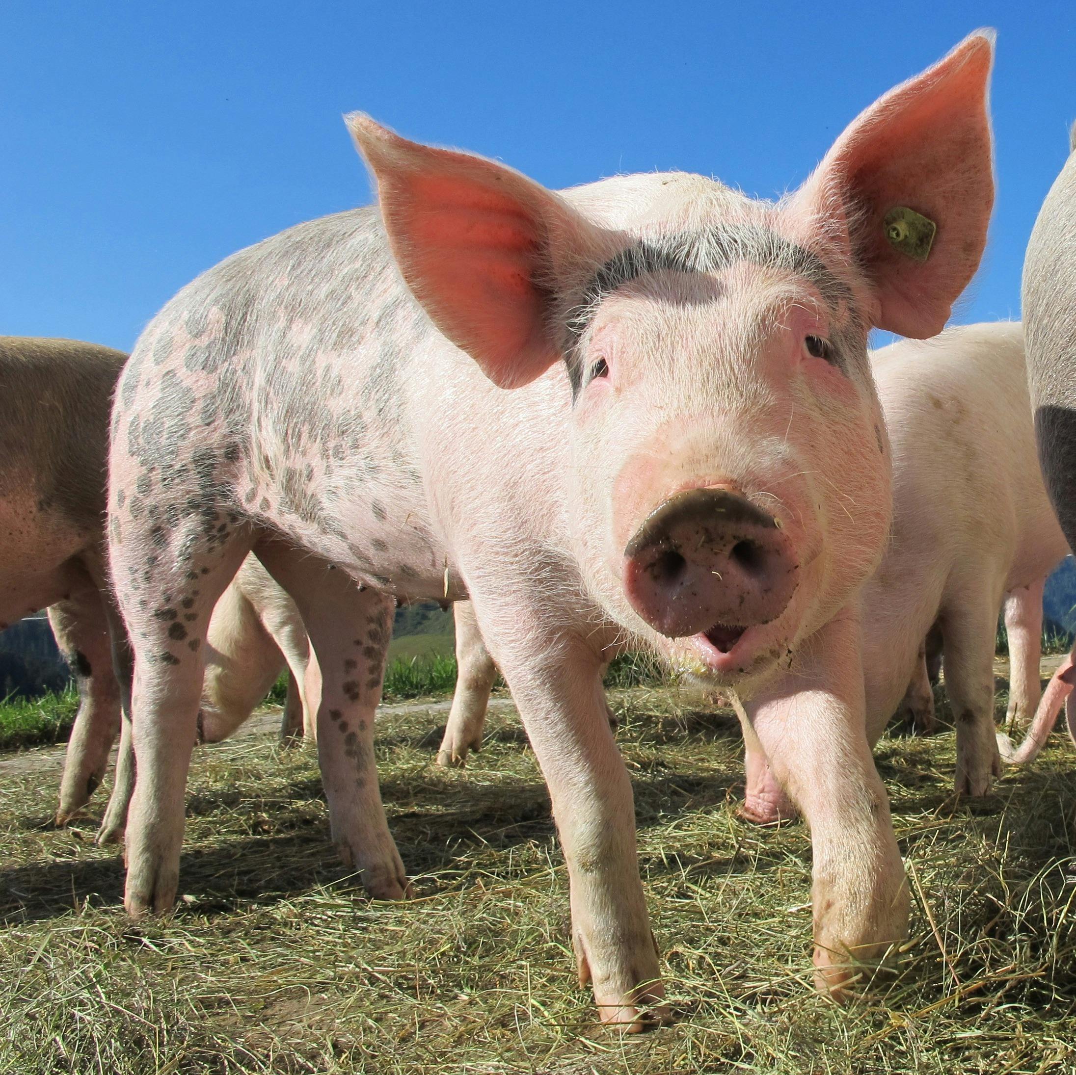 Agriculture Loan